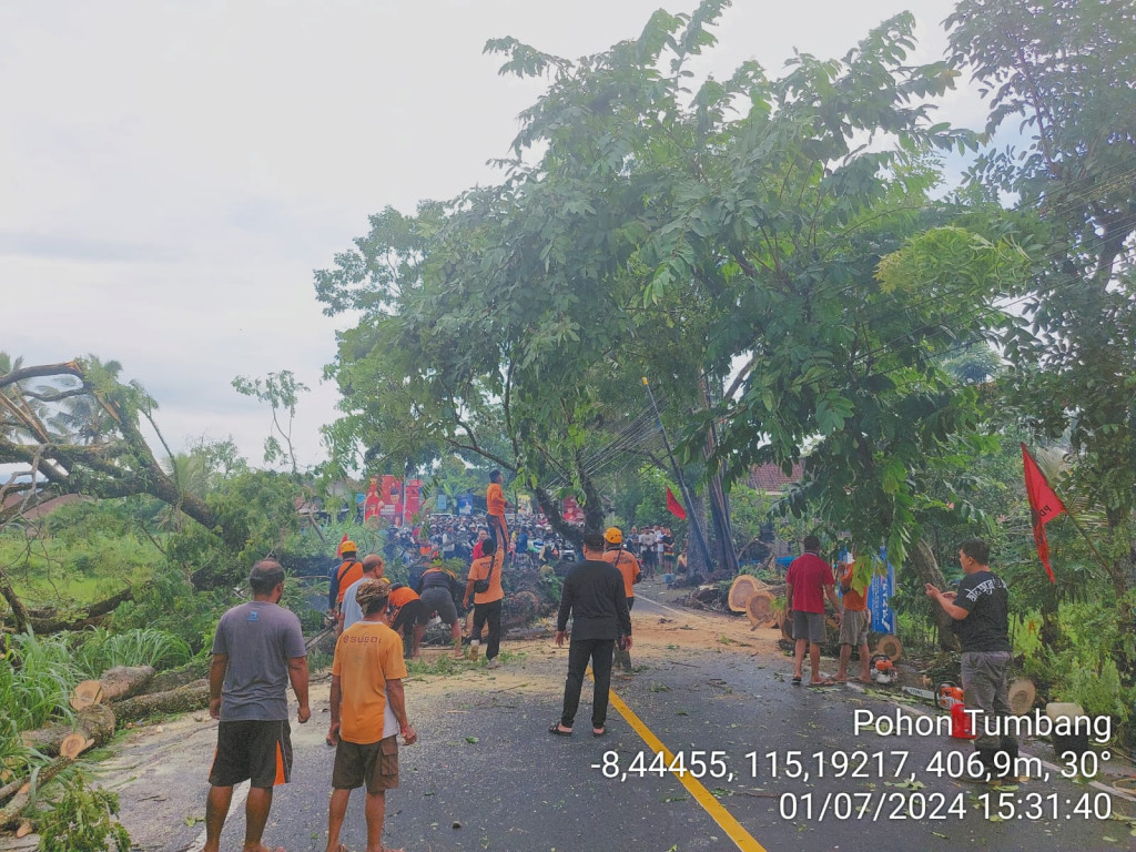 Pohon Tumbang di Jalan Raya Mengwi, Banjar Kuwum, Desa Kuwum, Kecamatan Mengwi Tanggal 07 Januari 2024